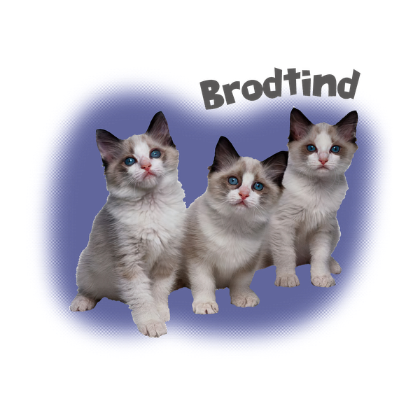 Tres adorables gatitos con llamativos ojos azules y marcas distintivas se sientan juntos sobre un fondo violeta suave.